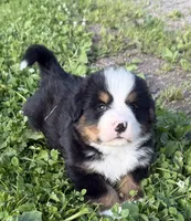 Gill, a male Bernese Mountain Dog for sale in Athens, WI – 5 of 10