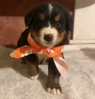 AKC Vada, a female Bernese Mountain Dog for sale in Athens, WI – 3 of 10