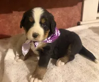 AKC Violet, a female Bernese Mountain Dog for sale in Athens, WI – 5 of 10