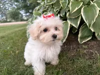 Carrie, a female Maltipoo for sale in Athens, WI – 6 of 10
