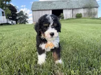 Turbo, a male Bernedoodle for sale in Athens, WI – 7 of 10