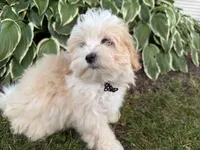 Carson, a male Maltipoo for sale in Athens, WI – 2 of 10