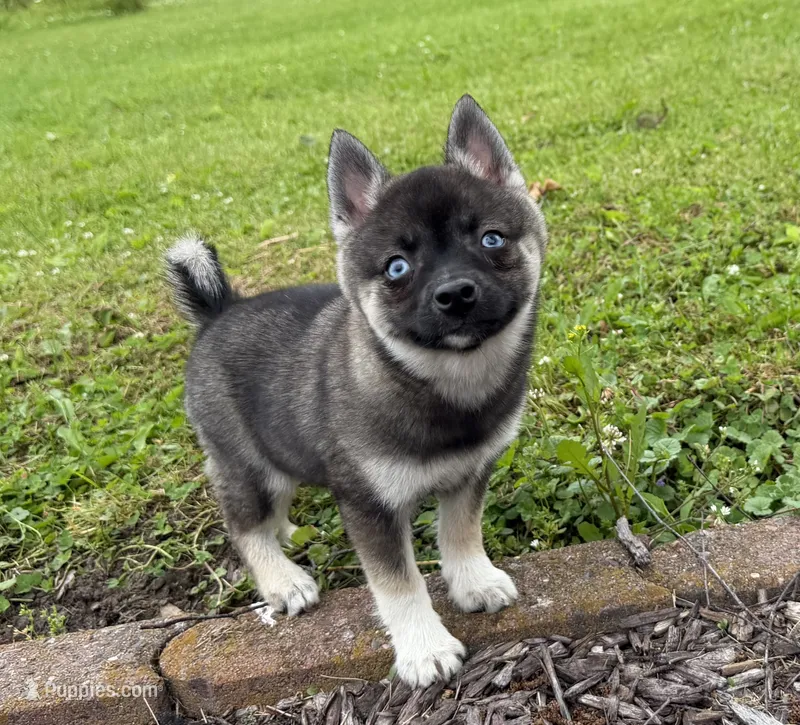 Vivian – Pomsky puppy for sale in Athens, WI