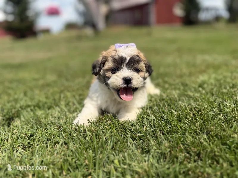 Jane – Bichon Frise, Shih Tzu puppy for sale in Athens, WI