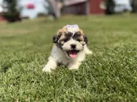 Jane, a female Bichon Frise and Shih Tzu for sale in Athens, WI – 1 of 8