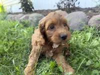 Craig, a male Cockapoo for sale in Athens, WI – 4 of 10