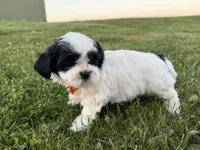 Donnie, a male Bichon Frise and Shih Tzu for sale in Athens, WI – 7 of 10