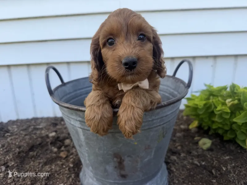Craig – Cockapoo puppy for sale in Athens, WI