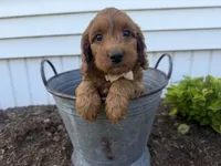 Craig, a male Cockapoo for sale in Athens, WI – 2 of 10