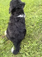 Sunny, a female Bernedoodle for sale in Athens, WI – 7 of 10