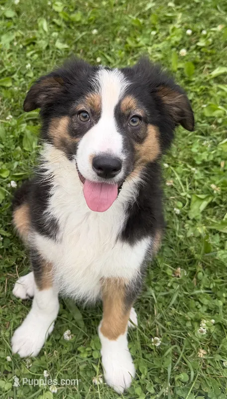 Zander – Australian Shepherd, Border Collie puppy for sale in Athens, WI