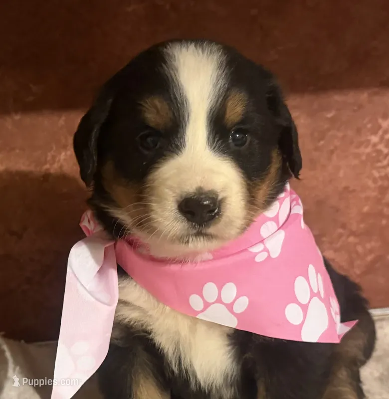AKC Vicky – Bernese Mountain Dog puppy for sale in Athens, WI