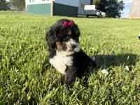 Trixie, a female Bernedoodle for sale in Athens, WI – 2 of 10