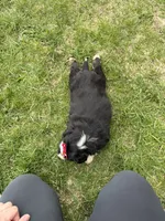Zoey, a female Australian Shepherd and Border Collie for sale in Athens, WI – 10 of 10