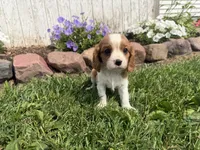 Spencer, a male Cavalier King Charles Spaniel for sale in Athens, WI – 10 of 10