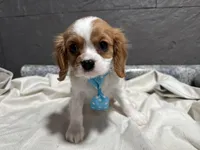 Lee, a male Cavalier King Charles Spaniel for sale in Athens, WI – Photo 5 of 10