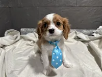 Lee, a male Cavalier King Charles Spaniel for sale in Athens, WI – Photo 2 of 10