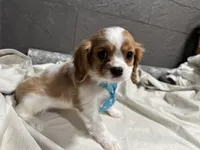 Lee, a male Cavalier King Charles Spaniel for sale in Athens, WI – Photo 4 of 10
