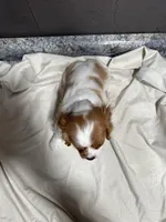 Lee, a male Cavalier King Charles Spaniel for sale in Athens, WI – Photo 7 of 10