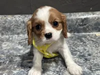 Lee, a male Cavalier King Charles Spaniel for sale in Athens, WI – Photo 10 of 10