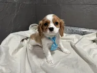Lee, a male Cavalier King Charles Spaniel for sale in Athens, WI – Photo 9 of 10