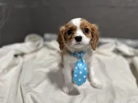 Lee, a male Cavalier King Charles Spaniel for sale in Athens, WI – Photo 1 of 10
