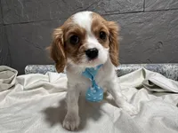 Lee, a male Cavalier King Charles Spaniel for sale in Athens, WI – Photo 6 of 10