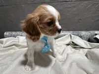 Lee, a male Cavalier King Charles Spaniel for sale in Athens, WI – Photo 8 of 10