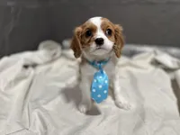 Lee, a male Cavalier King Charles Spaniel for sale in Athens, WI – Photo 3 of 10