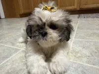 Stars, a female Shih Tzu for sale in Athens, WI – 1 of 10
