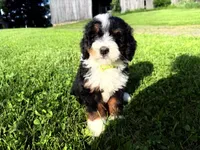 Travis, a male Bernedoodle for sale in Athens, WI – 5 of 10