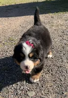 Georgia, a female Bernese Mountain Dog for sale in Athens, WI – 6 of 10