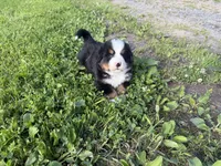 Gill, a male Bernese Mountain Dog for sale in Athens, WI – 8 of 10