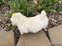 Lynn, a female Poodle - Miniature  and Mal Shi for sale in Athens, WI – 9 of 10
