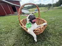 AKC AIDEN, a male Pug for sale in Athens, WI – 8 of 10