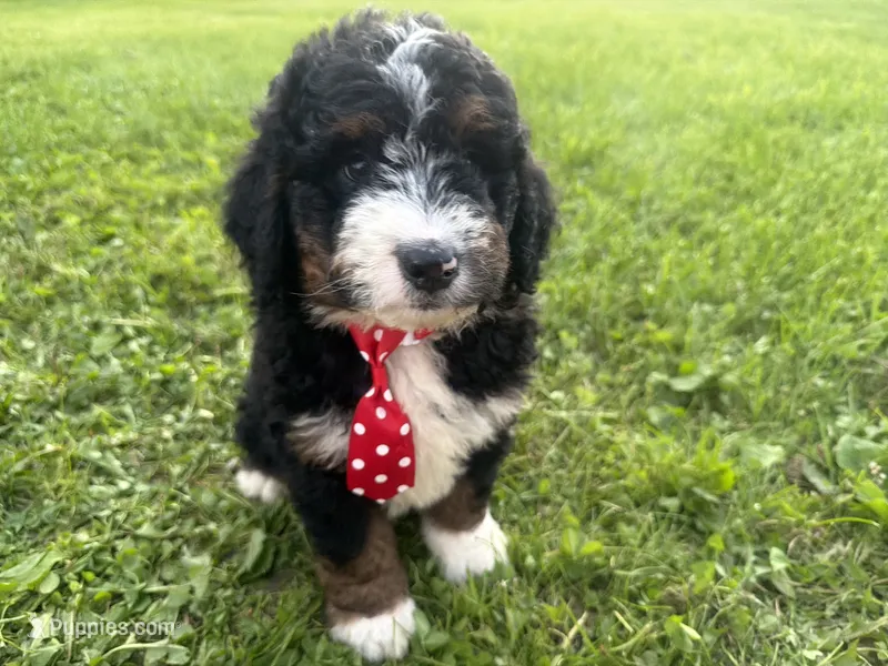 Stone – Bernedoodle puppy for sale in Athens, WI
