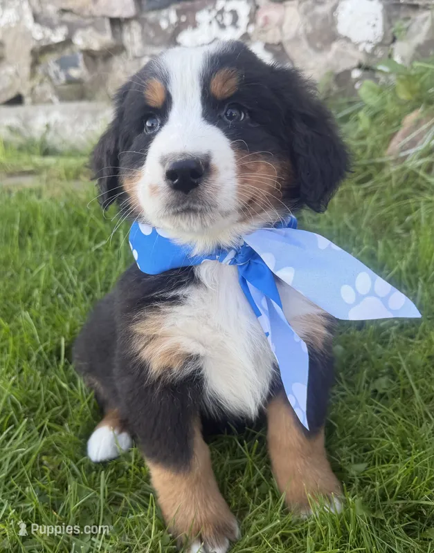 AKC Vinnie – Bernese Mountain Dog puppy for sale in Athens, WI