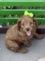 Carole, a female Cockapoo for sale in Athens, WI – 5 of 10