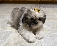 Stars, a female Shih Tzu for sale in Athens, WI – 5 of 10