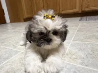 Stars, a female Shih Tzu for sale in Athens, WI – 2 of 10