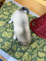 Victor , a male Pomsky for sale in Athens, WI – 5 of 9
