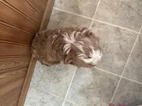 Everett , a male Cavapoo for sale in Athens, WI – Photo 7 of 9