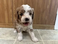 Everett , a male Cavapoo for sale in Athens, WI – Photo 5 of 9