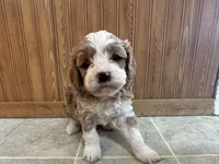 Everett , a male Cavapoo for sale in Athens, WI – Photo 6 of 9