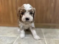 Everett , a male Cavapoo for sale in Athens, WI – Photo 2 of 9