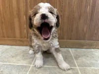 Everett , a male Cavapoo for sale in Athens, WI – Photo 1 of 9