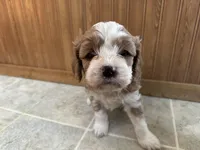 Everett , a male Cavapoo for sale in Athens, WI – Photo 4 of 9