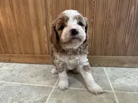 Everett , a male Cavapoo for sale in Athens, WI – Photo 8 of 9
