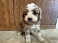Everett , a male Cavapoo for sale in Athens, WI – Photo 3 of 9