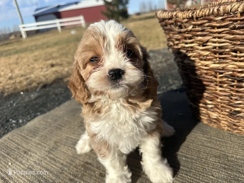 Everett  – Cavapoo puppy for sale in Athens, WI